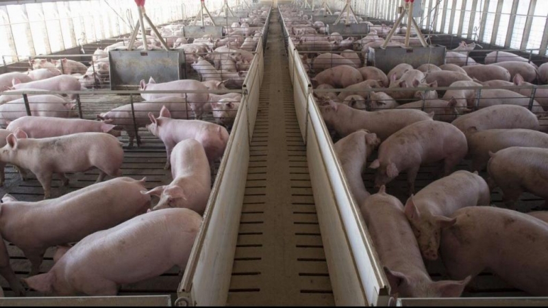 Foto de archivo de una granja de cerdos.