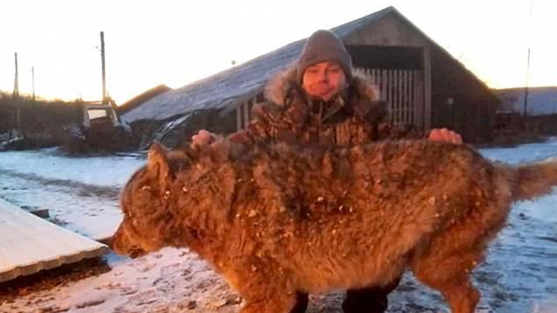 El granjero de Novotrotskoye, en el Óblast Autónomo Hebreo, en el Extremo Oriente ruso, posa con la loba que mató con sus propias manos en venganza por la muerte de un caballo y dos de sus perros. La foto fue tomada por otro vecino del asentamiento y divu