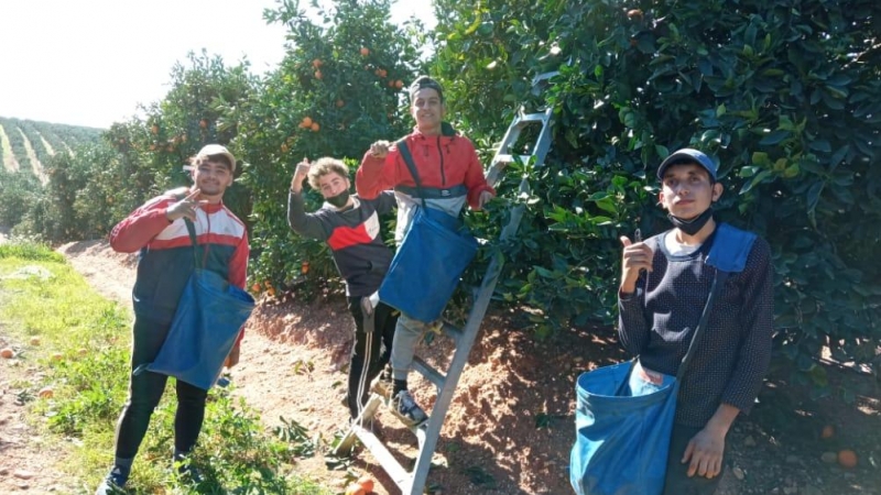 Ayoub, Yawad, Brahim y Oussama recogen naranjas en una finca de Huelva.