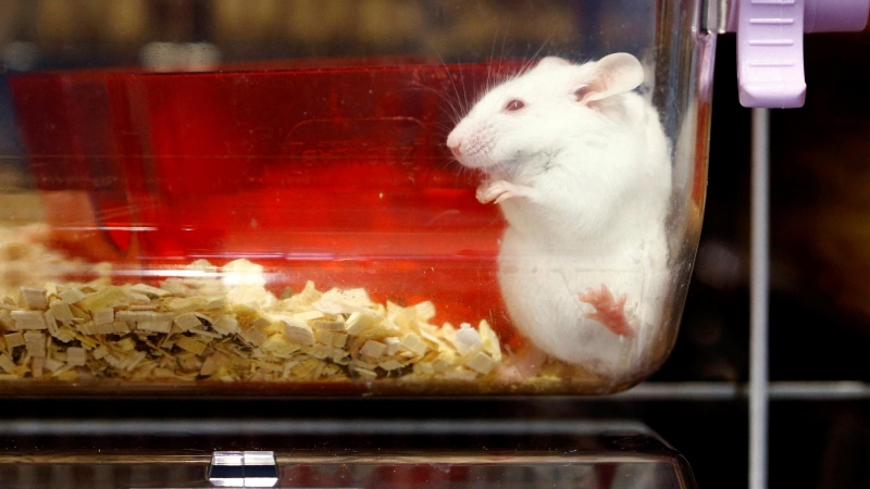 Un ratón en una caja de plástico en el Centro de Servicios de animales de laboratorio (LASC) de la Universidad de Zúrich.