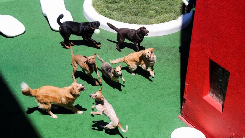 Un grupo de perros juega en una imagen de archivo.