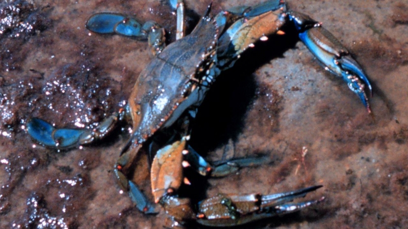 03/03/22. Ejemplar de jaliba azul, el cangrejo que coloniza el Delta del Ebro. Imagen de archivo.