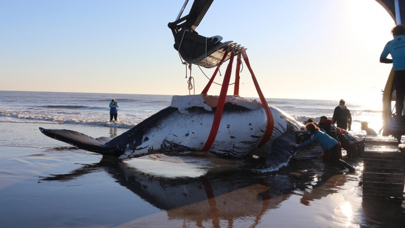 18/03/22. Rescate de una ballena varada. Imagen de archivo.