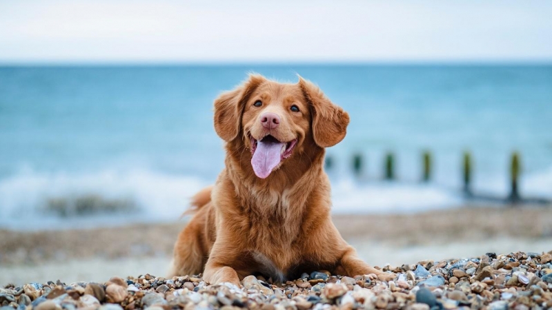 16/06/2022 Un perro en la playa.