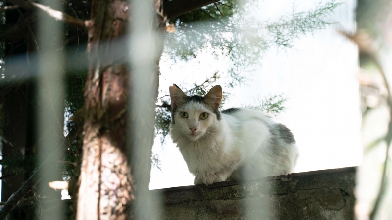 Uno de los gatos de una de las colonias felinas de Pinar de Chamartín.