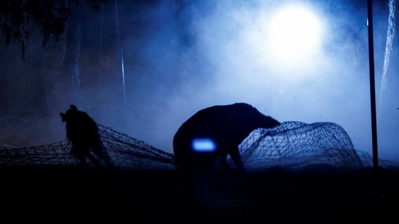 Varios jabalíes capturados con una red, dentro de un programa para controlar su presencia en las áreas urbanas a lo largo del borde del Parque Natural de Collserola en Barcelona. REUTERS/Albert Gea