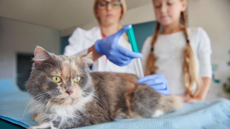 26/08/2022 Una vacuna experimental contra la covid ha sido probada con éxito en gatos.