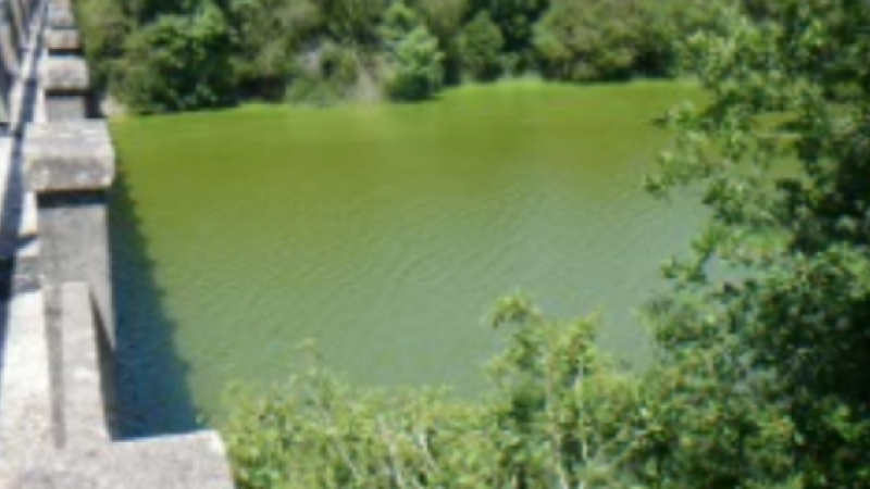 31/8/22 'Sopa verde' de cianobacterias en el embalse de As Conchas, en la comarca de A Limia (Ourense).