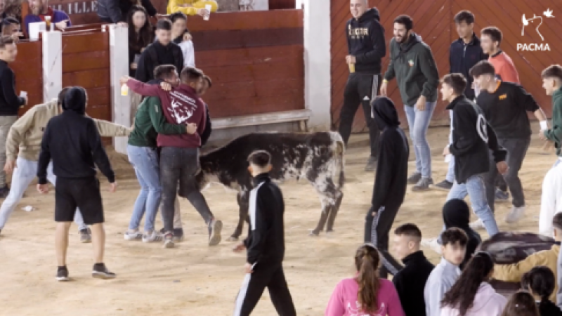 16/10/22 Imágenes de la 'disco vaca' celebrada en Brihuega durante un 'after hours' en el que varios jóvenes torturaron dos becerros hasta la extenuación.