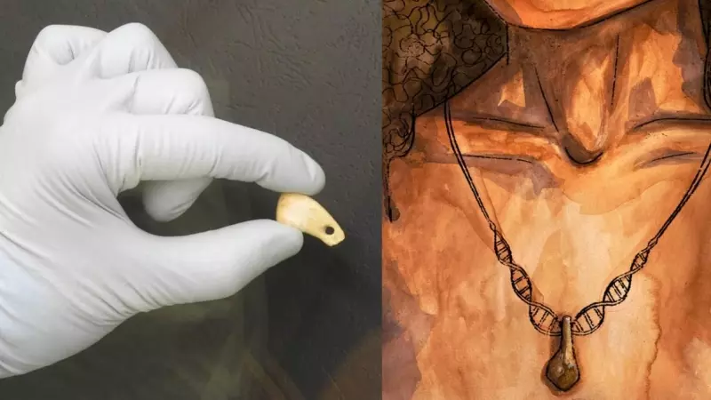 El diente de ciervo perforado descubierto en la cueva de Denisova y recreación artística del colgante con un cordón de ADN.