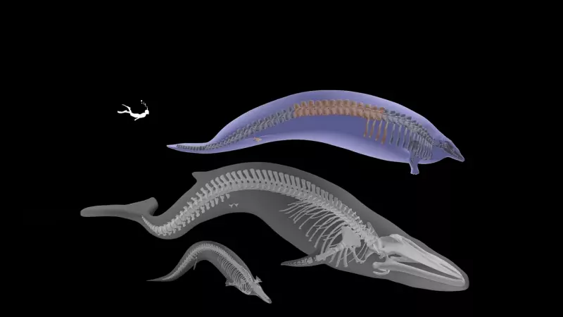 02/08/2023 Modelo en 3D del coloso Perucetus, junto con el de un pariente cercano más pequeño (Cynthiacetus peruvianus) y la ballena azul de Wexford