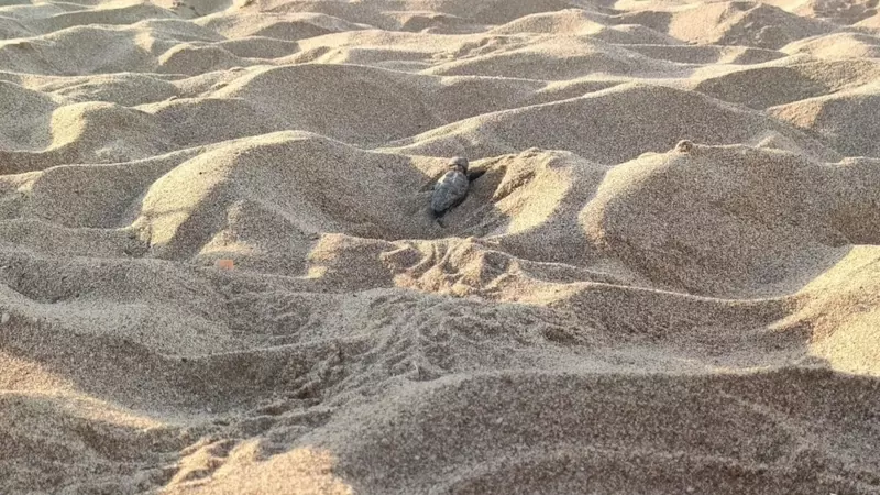 Una de les cries de tortuga careta que ha nascut a la platja de Viladecans i que ja ha estat alliberada al mar