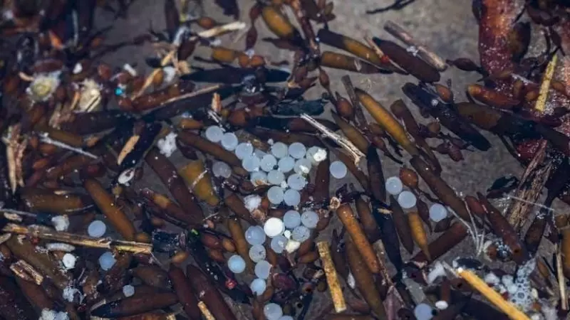 09/01/24. Detalle de los pellets de plástico acumulados en la playa de La Virgen del Mar, en Santander