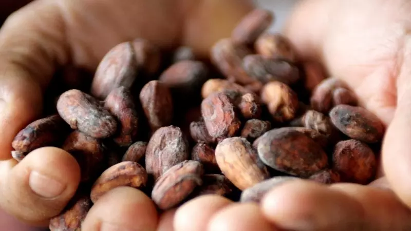 Los granos de cacao en las manos de un agricultor.