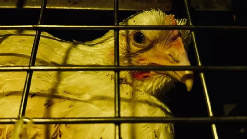 Un ave enjaulada en el transporte hacia el matadero de Sueca, a 20 de marzo de 2024.