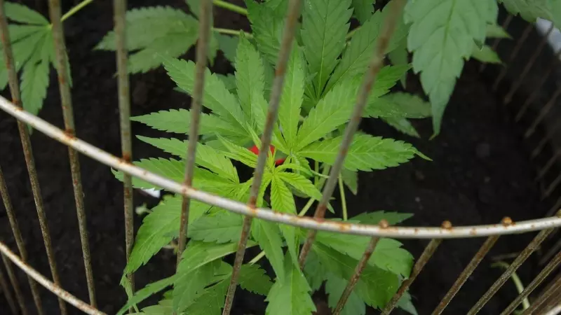 Imagen de archivo de un cultivo de cannabis.