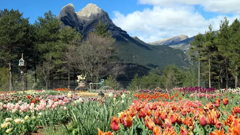 El camp florit de tulipans i, al fons, el Pedraforca