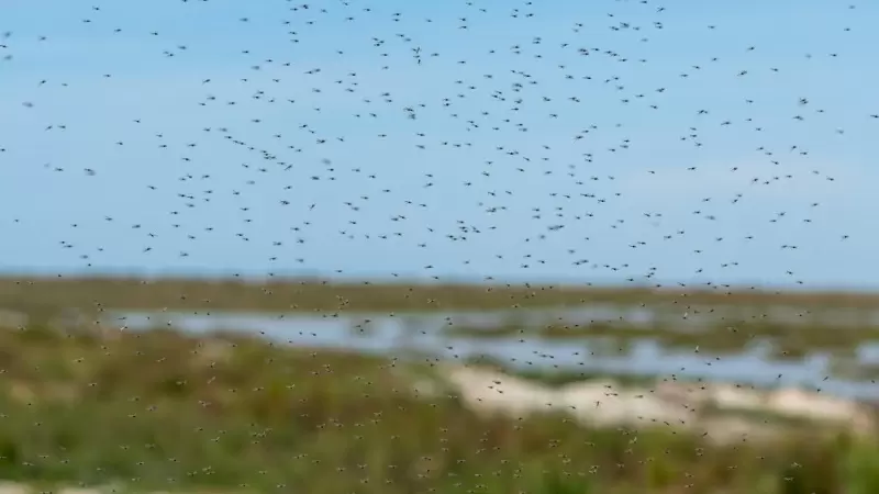 Mosquitos en los terrenos de la finca 'Veta la Palma', a 24 de abril de 2024, en La Puebla del Río, Sevilla.