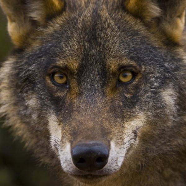Retrato de un lobo ibérico en los bosques de España.