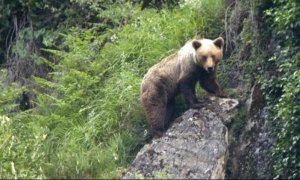 Herido un ejemplar de oso pardo en una cacería de jabalí en la Reserva de Caza Saja