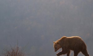 27/12/21. Ejemplar de oso pardo en el santuario de Mramor (Kosovo) a 22 de diciembre de 2021.