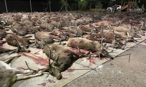 Cientos de ciervos y jabalíes abatidos en la finca 'Los Posteruelos', en Villaviciosa de Córdoba, a 30 de enero de 2022.