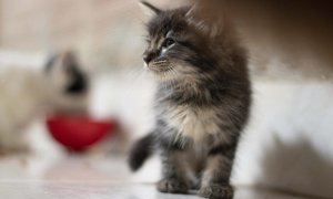 Adoptar un gato: todo lo que debes saber