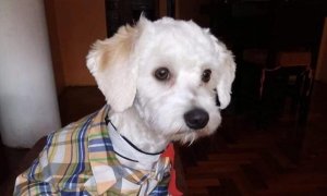 El perro Luno estuvo tres semanas en las aduanas del Aeropuerto de Madrid y ahora espera en una perrera autonómica al juicio por su caso.