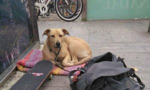Sota, la perra que murió por un disparo de la Guardia Urbana. / EUROPA PRESS