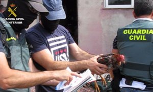 La Guardia Civil detiene a 13 personas por la celebración clandestina de peleas de gallos en la localidad de Tordesillas / Guardia Civil