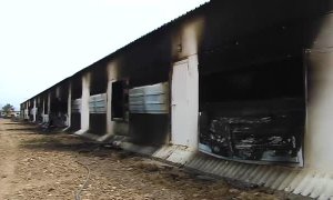 Un incendio provoca la muerte de 25.000 pollos en una nave de La Calahorra, en Granada