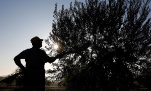 Un agricultor cosecha aceitunas en un olivar de Porcuna (Jaén). REUTERS/Marcelo del Pozo
