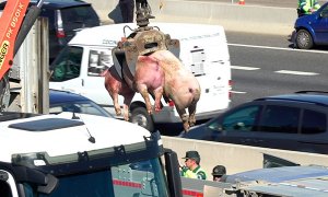 Una grúa recoge los cuerpos de varios cerdos muertos en un accidente de tráfico del camión ganadero que los transportaba hacia el matadero. (Igualdad Animal)