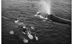 En el Día de los Océanos, imitemos la curiosidad de las ballenas francas