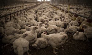 Centenares de pollos permanecen hacinados durante la noche en una granja intensiva de España./ Jairo Vargas