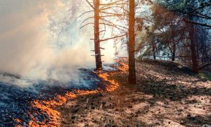 Los incendios forestales en el Planeta fueron 'devastadores'
