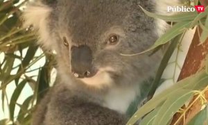 Los koalas podrían extinguirse antes de 2050