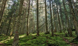 Los bosques representan aproximadamente el 38 % de la superficie de la Unión Europea. / Pixabay