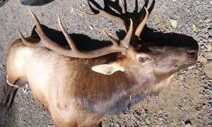 Ejemplar de uapití, wapití​ o ciervo canadiense ('Cervus canadensis') implicado en en incidente (Oregon Police State)