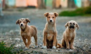 Más de 138.000 perros y gatos fueron acogidos en refugios y protectoras en España durante el año 2018. / PIXABAY