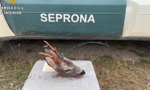 Investigan a un furtivo de Cantabria por cazar un corzo en el parque natural 'La Montaña Palentina'