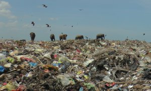 Elefantes salvajes en un vertedero de basura cerca de la ciudad de Ampara en Sri Lanka, 4 de octubre de 2020.