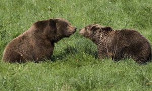 Dos osos pardos en una imagen de archivo.