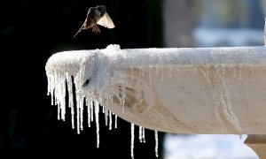Un gorrión se posa en una fuente cubierta de hielo este jueves en Madrid.