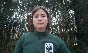 WWF España alerta sobre el brote de covid en visones detectado en La Coruña
