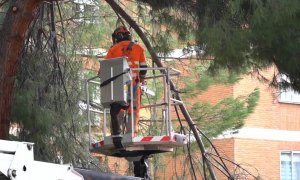 El Ayuntamiento de Madrid abordará en 50 días el arbolado dañado