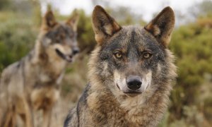 La protección del lobo vuelve a encender el debate político.