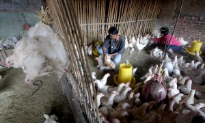 El grueso de los contagios de humanos por gripe aviar se han detectado en Asia.