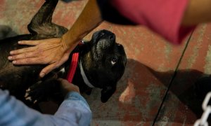 Una voluntaria de una protectora acaricia a un perro rescatado de las zonas afectadas por la erupción del volcán de La Palma.
