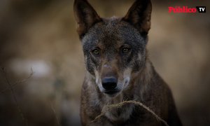 'Compartiendo la Tierra', el documental sobre la coexistencia de la ganadería y el lobo